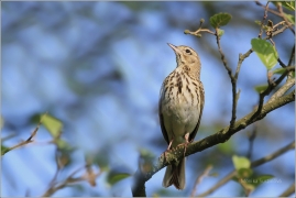 <p>LINDUŠKA LESNÍ (Anthus trivialis) /Tree pipit - Baumpieper/</p>